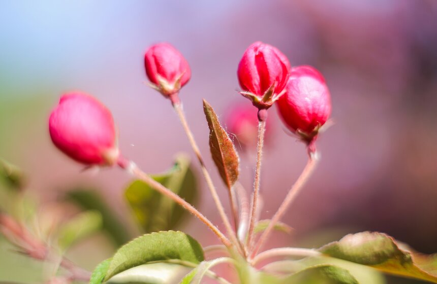 В "Коломенском" зацвели яблони. Фоторепортаж 6 фото