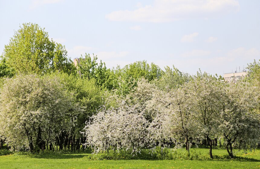 В "Коломенском" зацвели яблони. Фоторепортаж 17 фото