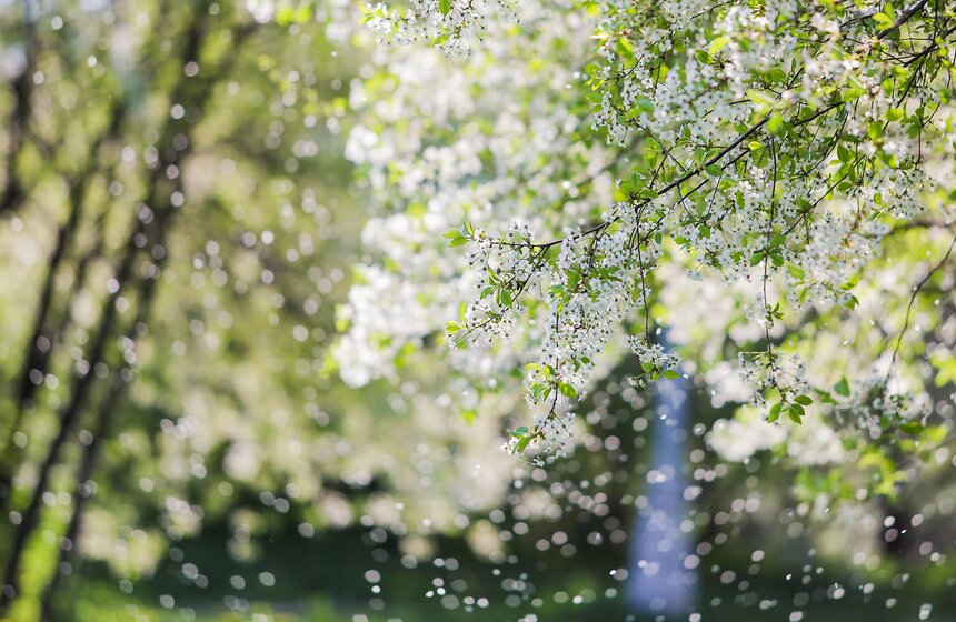 В "Коломенском" зацвели яблони. Фоторепортаж 16 фото
