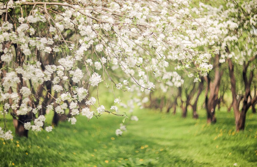 В "Коломенском" зацвели яблони. Фоторепортаж 15 фото