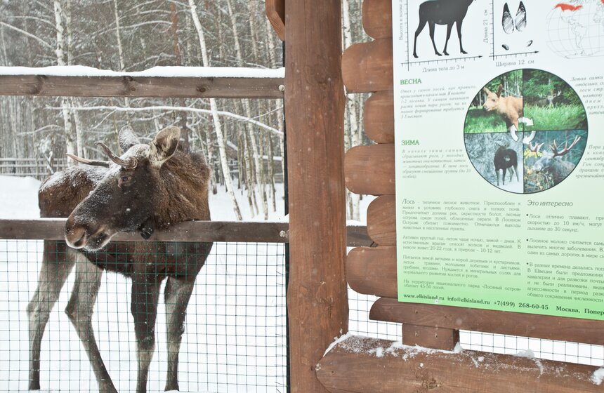 Как работает лосиная биостанция 32 фото