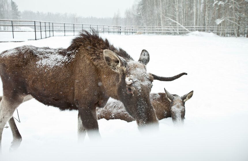 Как работает лосиная биостанция 33 фото