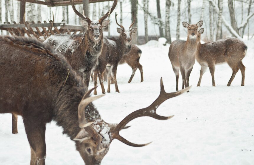 Как работает лосиная биостанция 18 фото