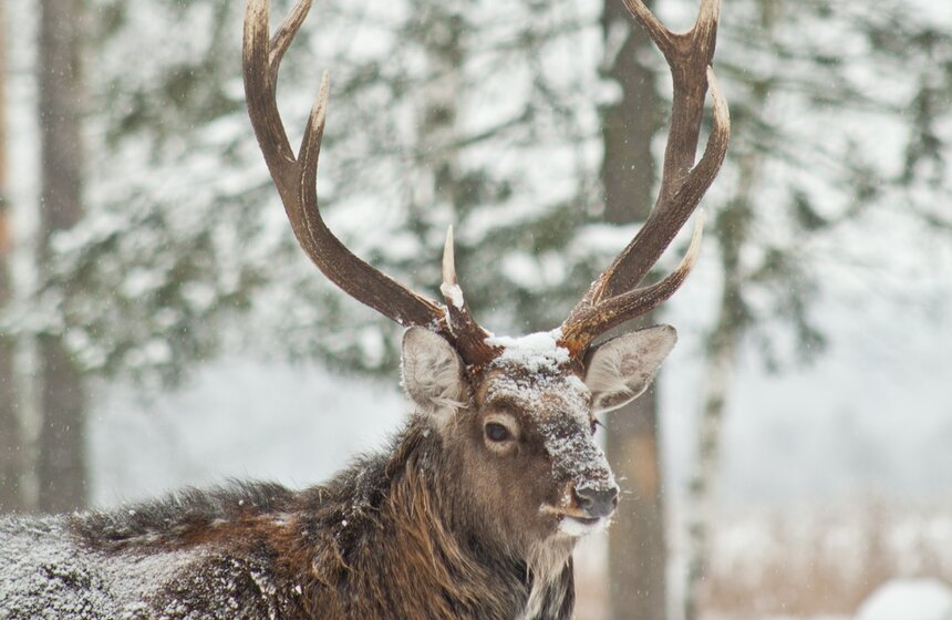 Как работает лосиная биостанция 19 фото