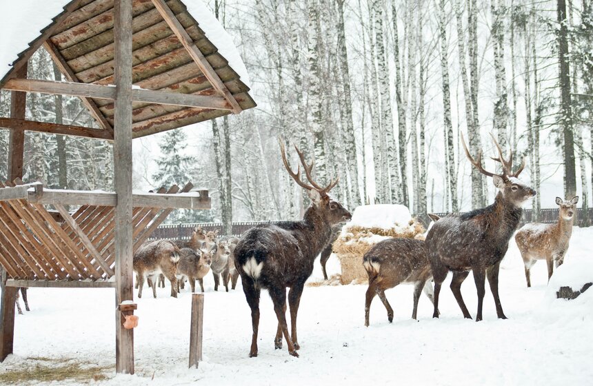 Как работает лосиная биостанция 22 фото