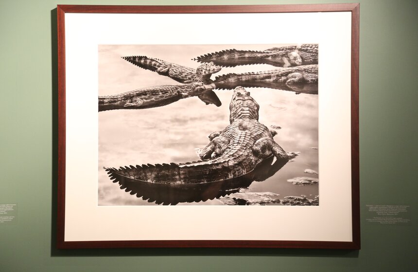 Выставка фотографа Себастио Сальгадо "Генезис" 8 фото