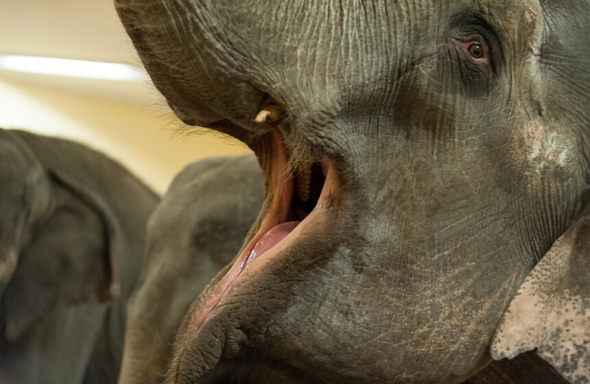 Участницы новой программы "БРАВО!" в цирке Никулина 12 фото