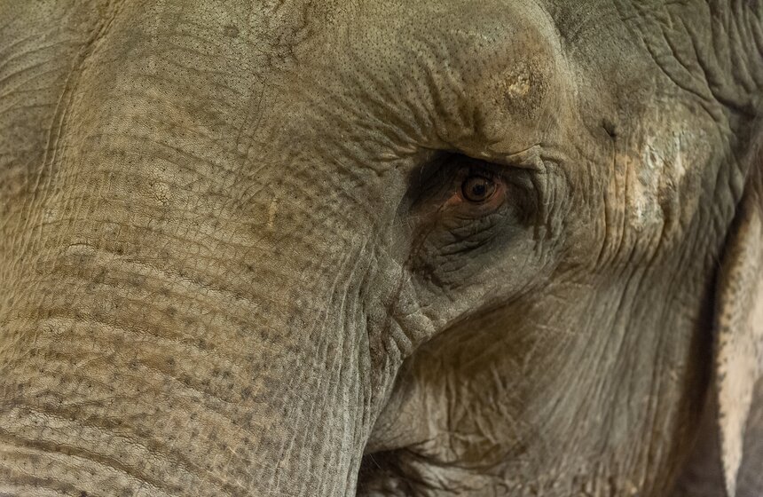 Участницы новой программы "БРАВО!" в цирке Никулина 6 фото