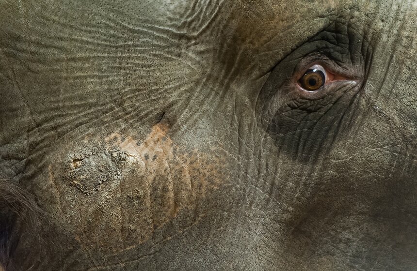 Участницы новой программы "БРАВО!" в цирке Никулина 10 фото