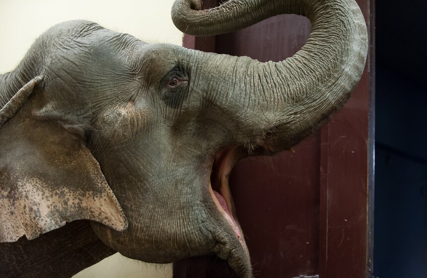 Участницы новой программы "БРАВО!" в цирке Никулина 9 фото