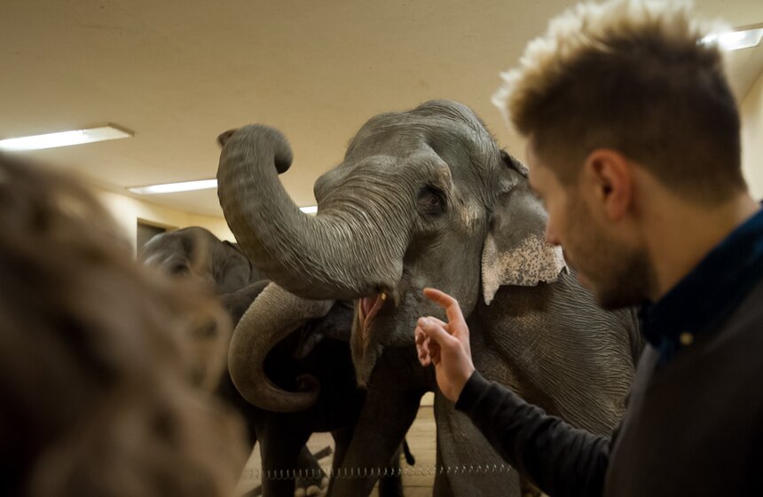 Участницы новой программы "БРАВО!" в цирке Никулина 8 фото