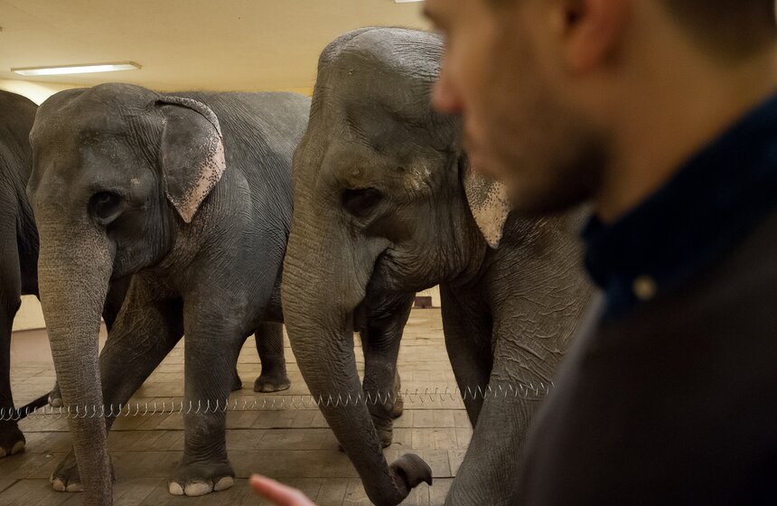 Участницы новой программы "БРАВО!" в цирке Никулина 15 фото