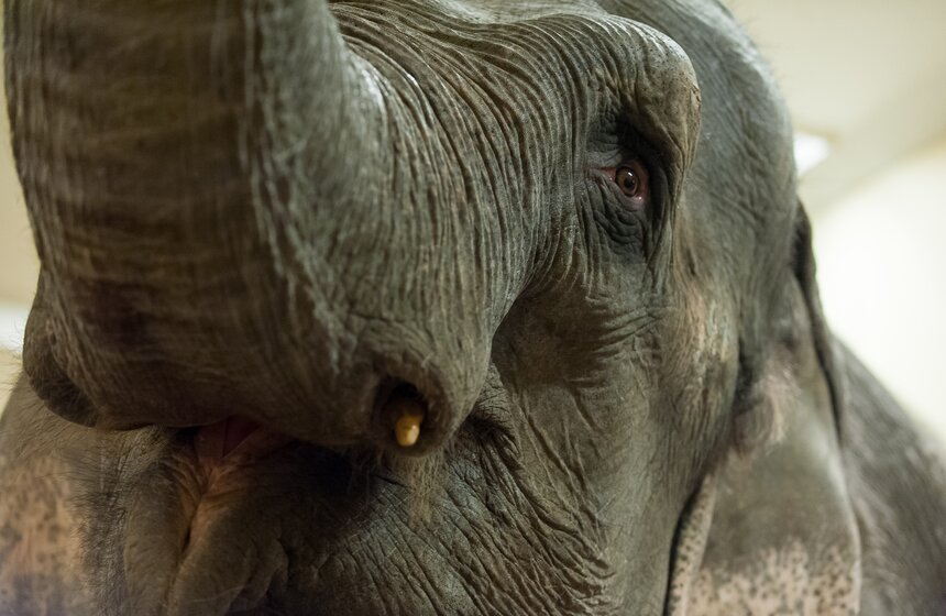 Участницы новой программы "БРАВО!" в цирке Никулина 17 фото