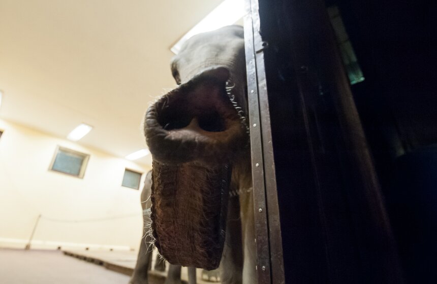 Участницы новой программы "БРАВО!" в цирке Никулина 20 фото