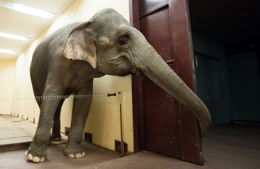 Участницы новой программы "БРАВО!" в цирке Никулина 19 фото