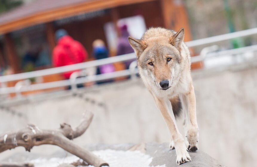 Московскому зоопарку исполнилось 152 года 26 фото