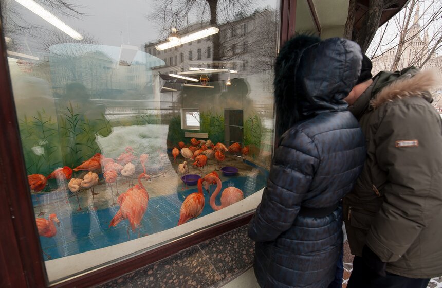 Московскому зоопарку исполнилось 152 года 4 фото