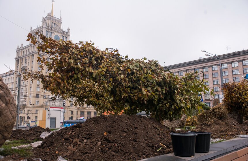 "Активные граждане" высадили деревья в центре столицы 15 фото
