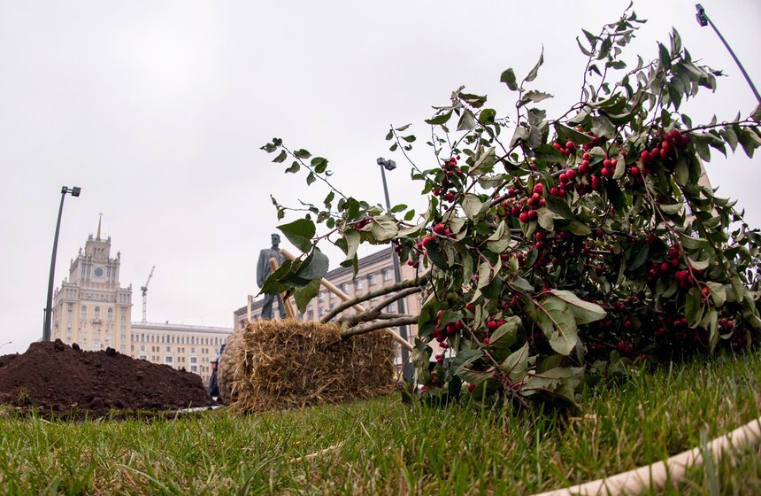 "Активные граждане" высадили деревья в центре столицы 2 фото