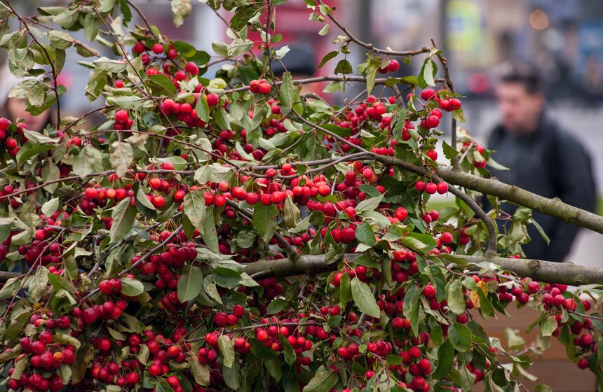 "Активные граждане" высадили деревья в центре столицы 5 фото