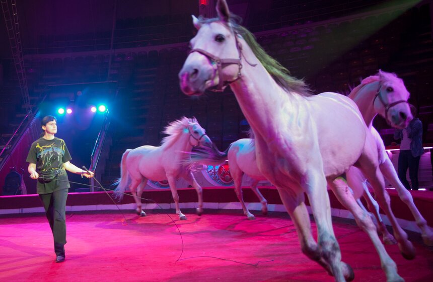 Репетиция шоу "Карнавал" в Московском цирке на Цветном бульваре 7 фото