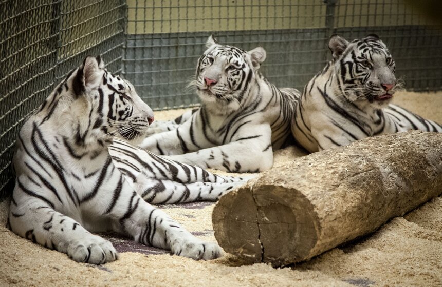 Репетиция шоу "Карнавал" в Московском цирке на Цветном бульваре 16 фото