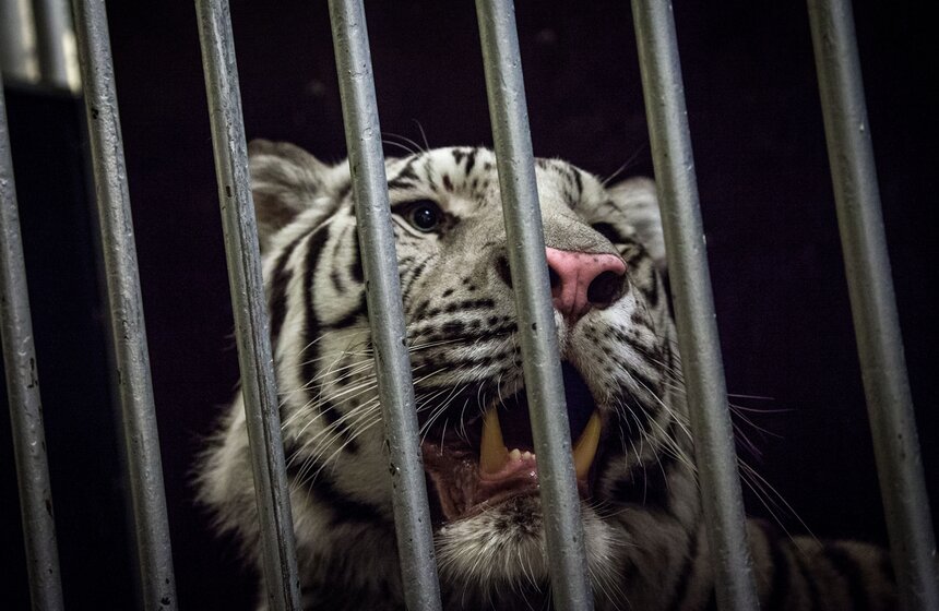 Репетиция шоу "Карнавал" в Московском цирке на Цветном бульваре 17 фото