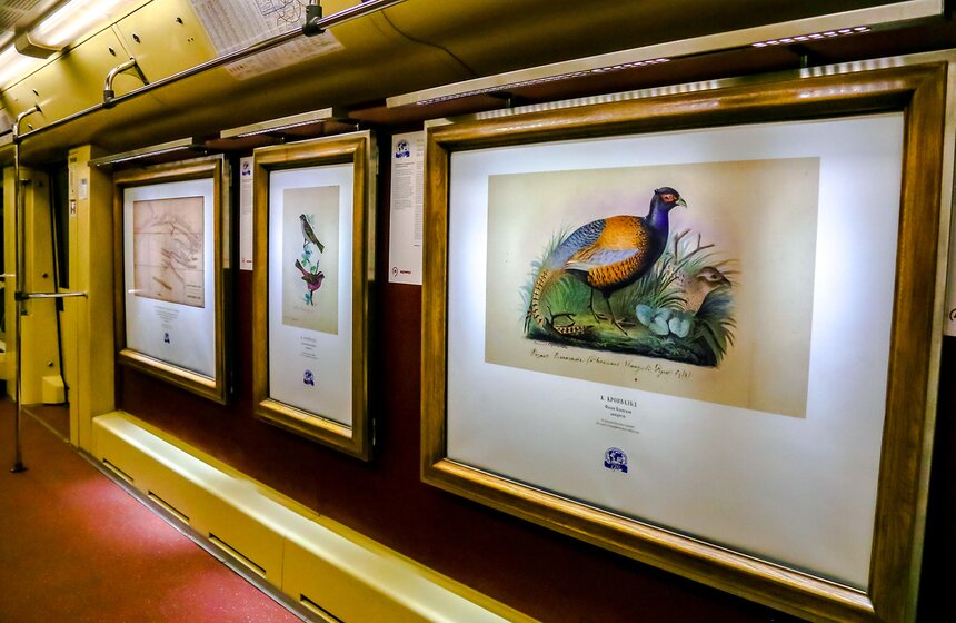 В метро запущен поезд Русского географического общества 17 фото