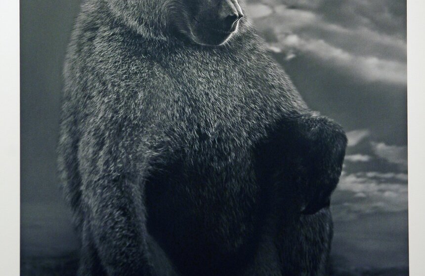 Выставка "Исчезающая Африка" в Центре фотографии Братьев Люмьер 13 фото