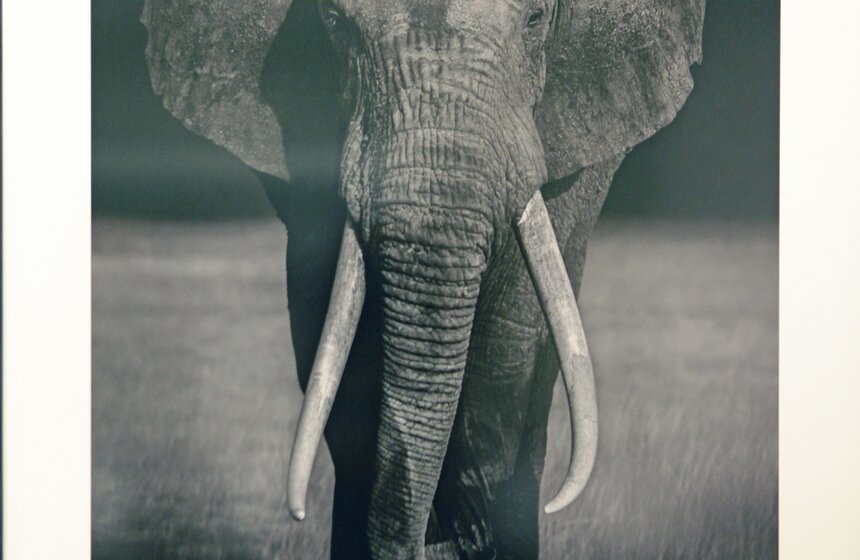 Выставка "Исчезающая Африка" в Центре фотографии Братьев Люмьер 6 фото