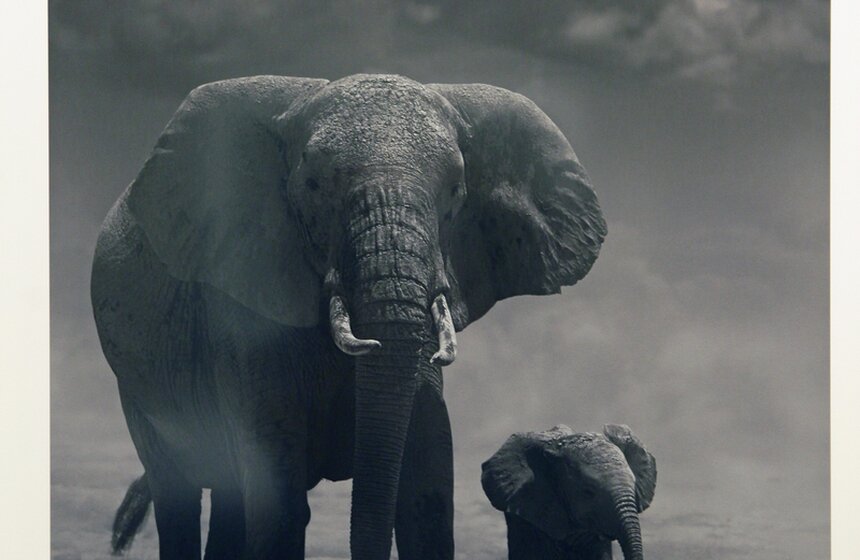 Выставка "Исчезающая Африка" в Центре фотографии Братьев Люмьер 10 фото