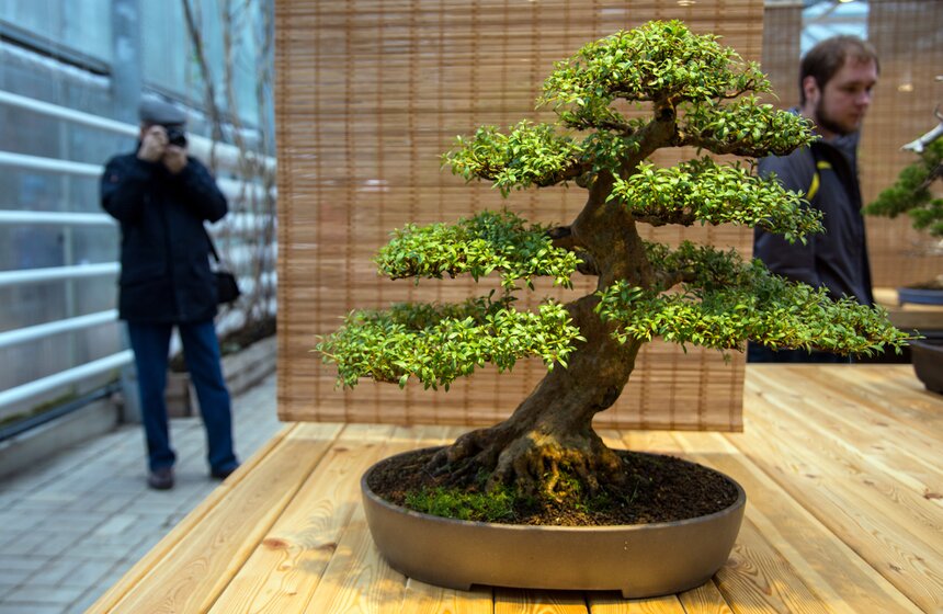 Выставка японских бонсай в Ботаническом саду 15 фото