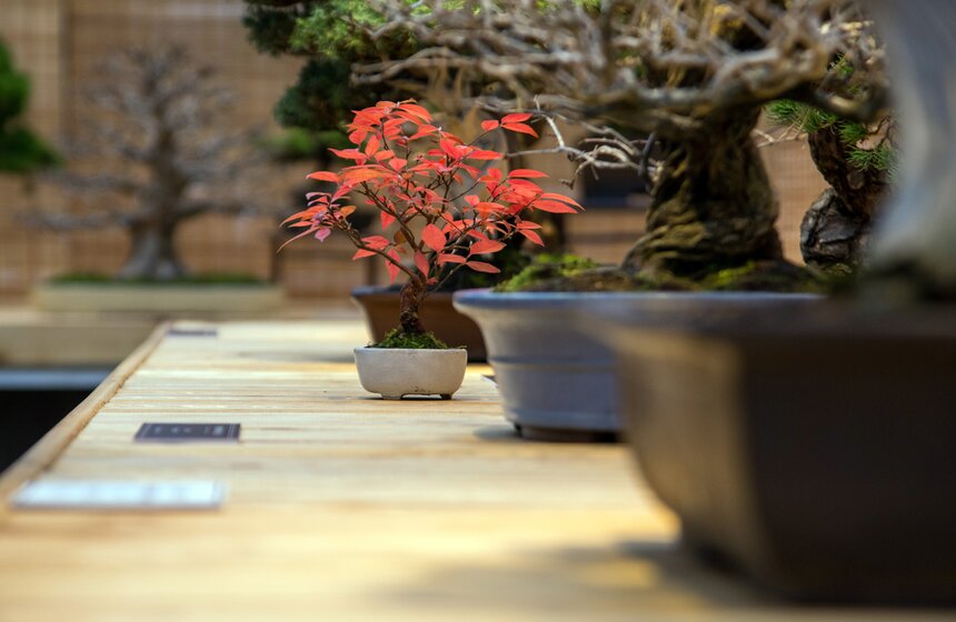 Выставка японских бонсай в Ботаническом саду 31 фото