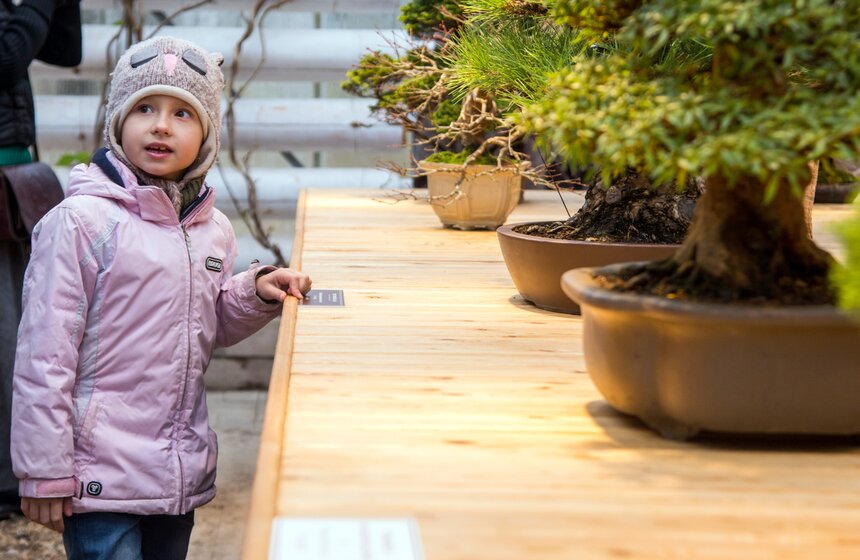 Выставка японских бонсай в Ботаническом саду 3 фото