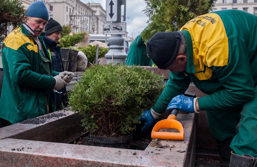 Липы на Тверской улице заменили "зимними" деревьями 23 фото
