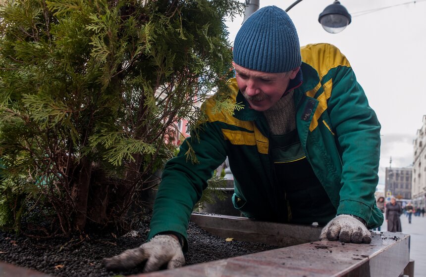 Липы на Тверской улице заменили "зимними" деревьями 18 фото