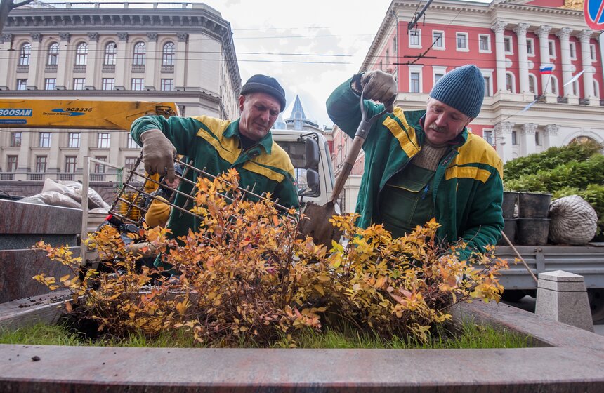Липы на Тверской улице заменили "зимними" деревьями 19 фото