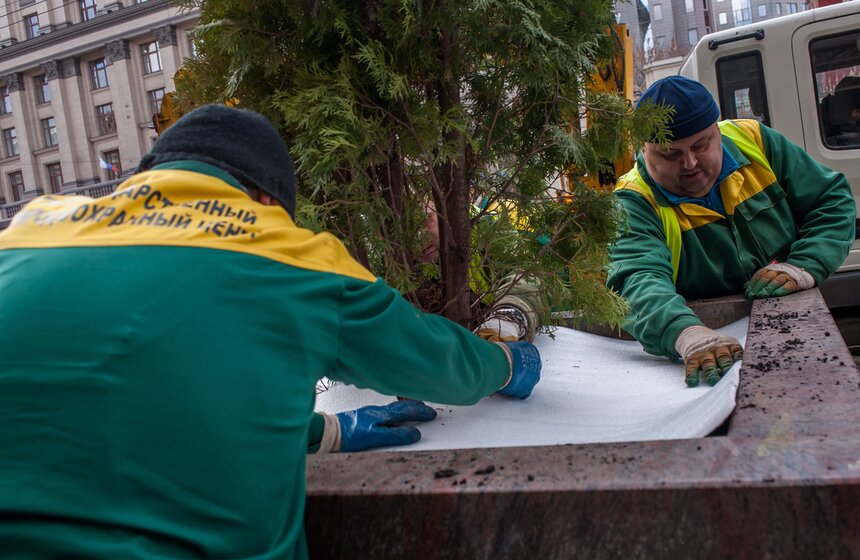 Липы на Тверской улице заменили "зимними" деревьями 20 фото