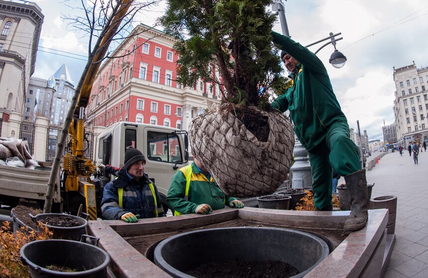 Липы на Тверской улице заменили "зимними" деревьями 9 фото