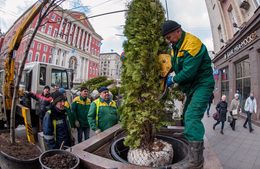 Липы на Тверской улице заменили "зимними" деревьями 11 фото