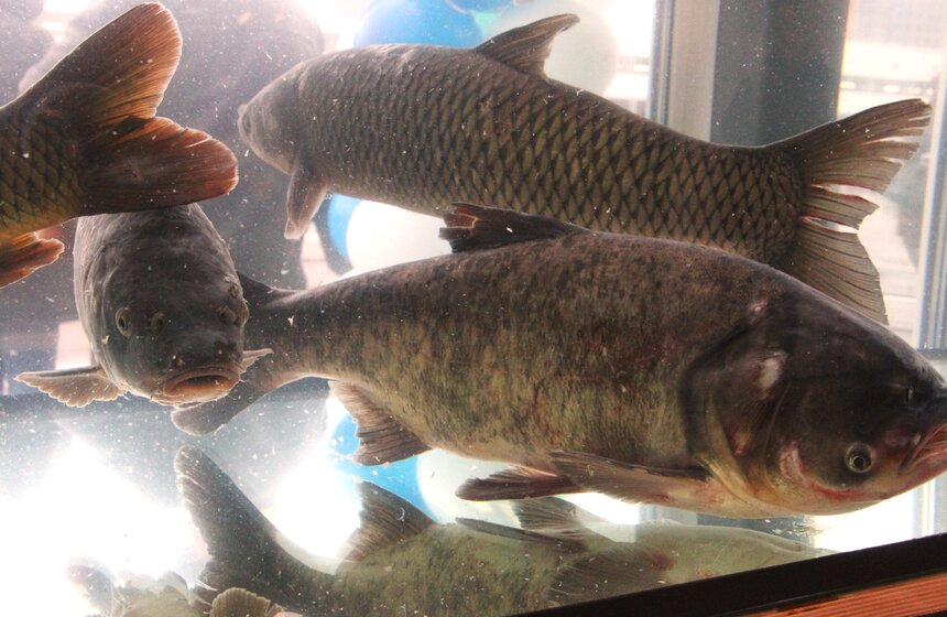 Сергей Собянин оценил работу агрокластера "Фуд Сити" 12 фото