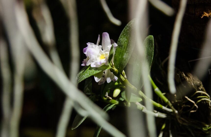 Хэллоуин в "Аптекарском": концерт в тропиках и "Кленовый Джек" 5 фото