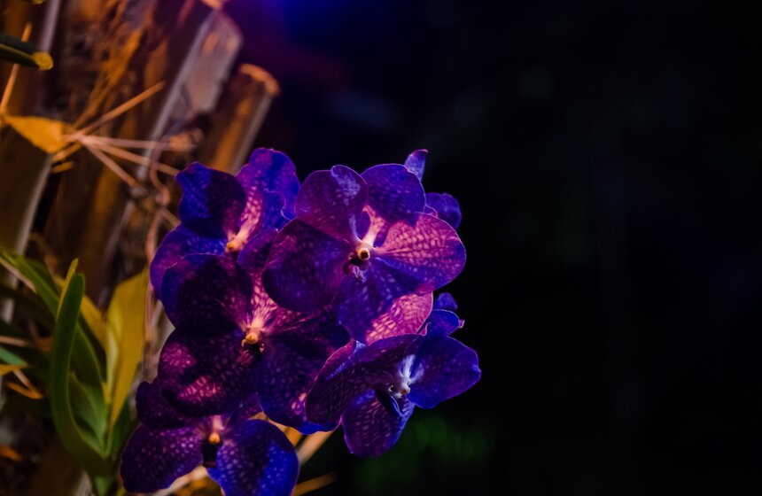 Хэллоуин в "Аптекарском": концерт в тропиках и "Кленовый Джек" 9 фото