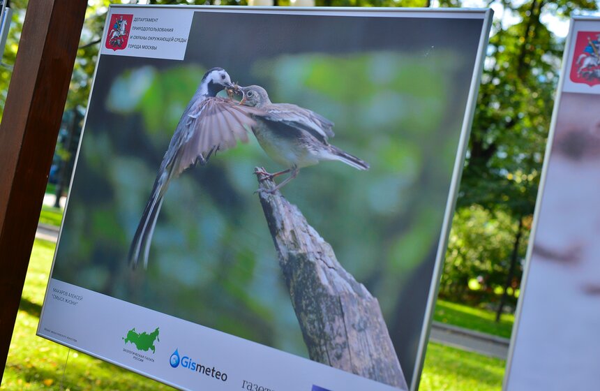 Фотовыставка под открытым небом "Природа смотрит на тебя" 12 фото