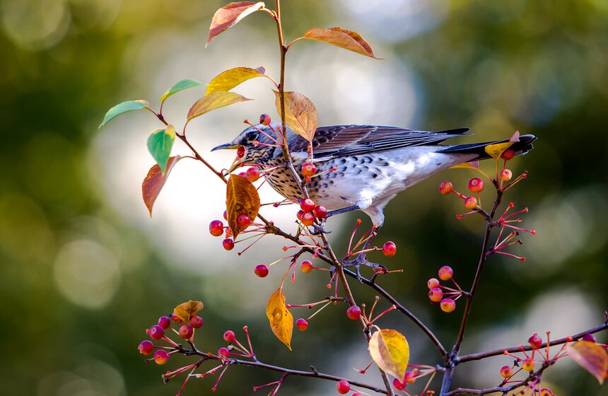 Опять +25: бабье лето в столице 21 фото