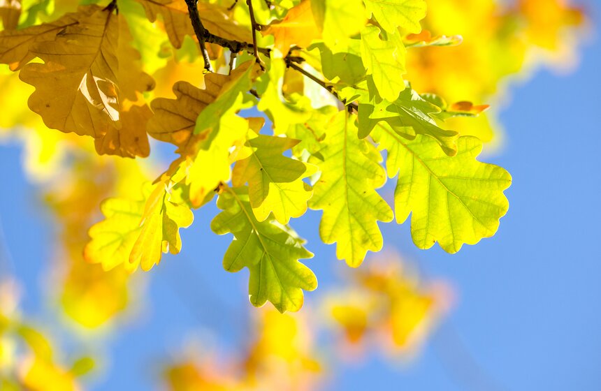 Опять +25: бабье лето в столице 23 фото