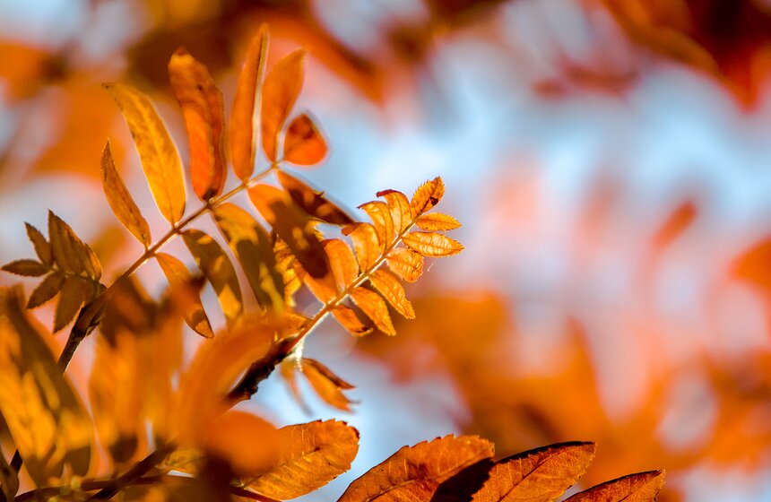 Опять +25: бабье лето в столице 19 фото