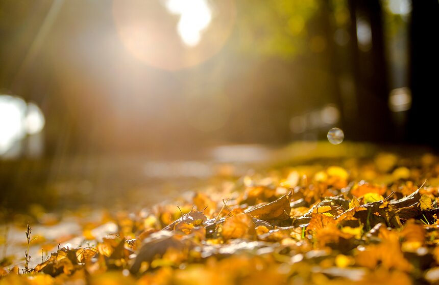 Опять +25: бабье лето в столице 7 фото