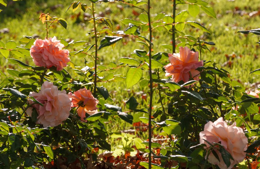 Осенние зарисовки: ВДНХ и парк "Останкино" 14 фото
