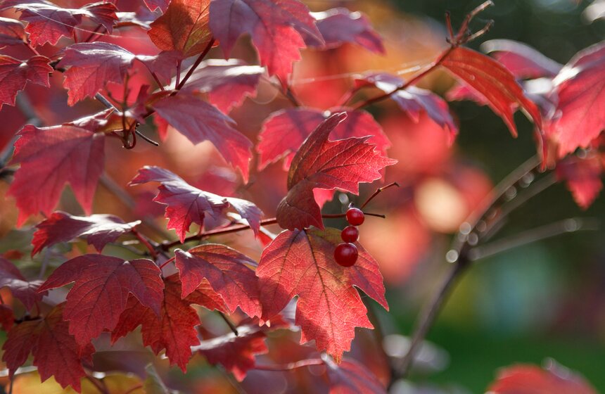 Осенние зарисовки: ВДНХ и парк "Останкино" 11 фото